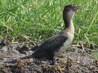 White-brested Cormorant White-brested Cormorant